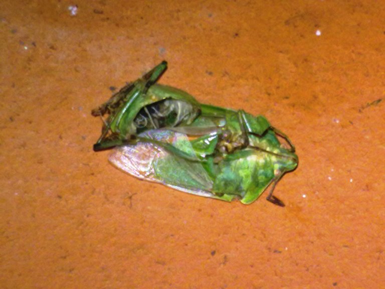 Steatoda triangulosa